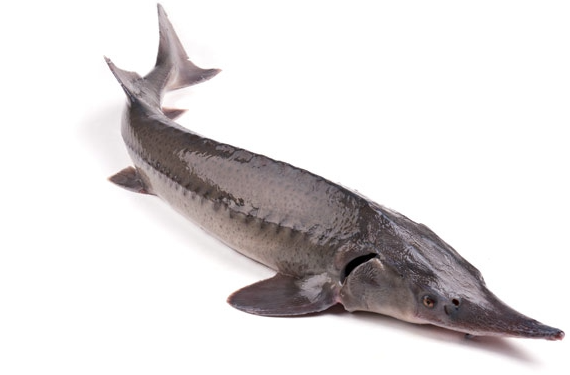 Fish